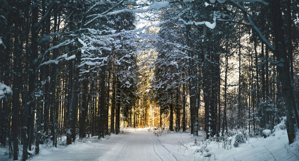 Winter im Wald